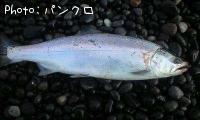 サクラマス