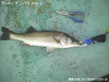 シーバス