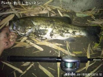 ブラックバス