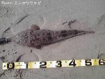 マゴチ
