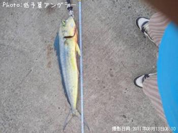 シイラ
