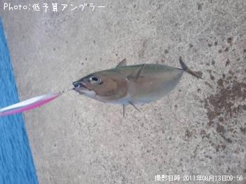 ソウダガツオ