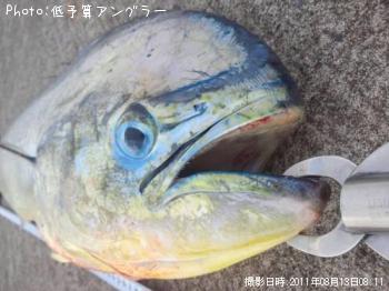 シイラ