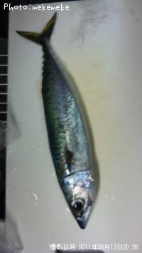 マサバ