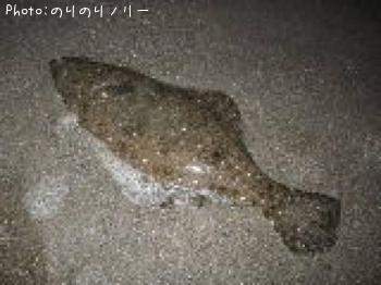 マゴチ