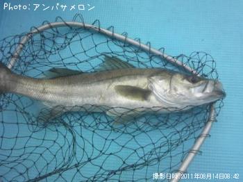 シーバス