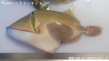 カワハギ