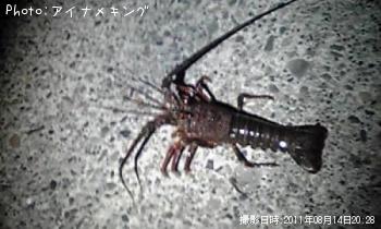 伊勢海老