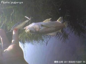 シーバス
