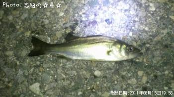 セイゴ