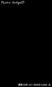 シーバス