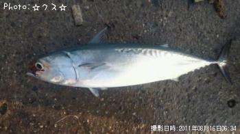 ソーダガツオ