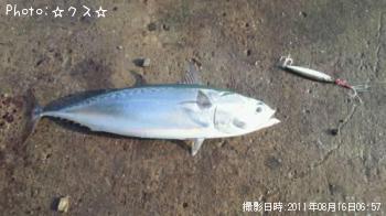 ソーダガツオ