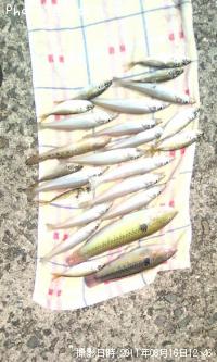 キス、鯵、ハゼ、ベラ、オコゼ、マダイ稚魚