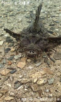 キス、鯵、ハゼ、ベラ、オコゼ、マダイ稚魚