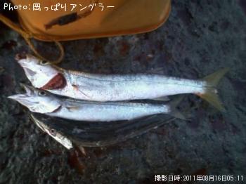 カマス