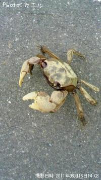 　カニ�