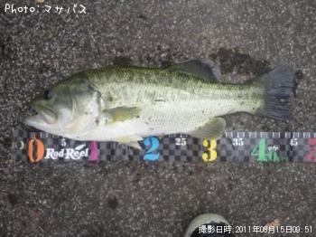 ブラックバス
