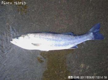 シーバス