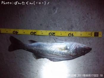 シーバス