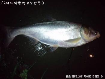 ハクレン