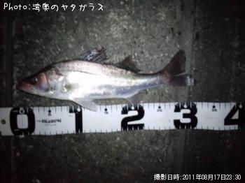 ハクレン