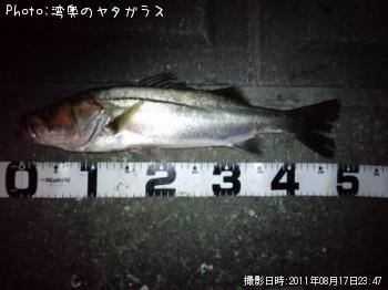 ハクレン