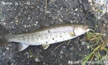 イワナ