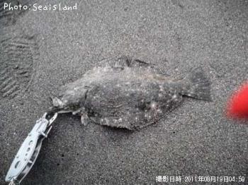 ヒラメ