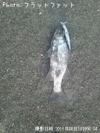 ヒラセイゴ