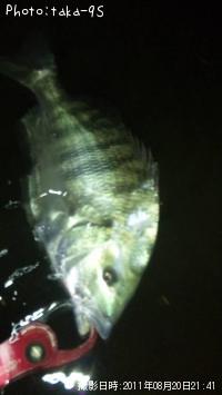 クロダイ