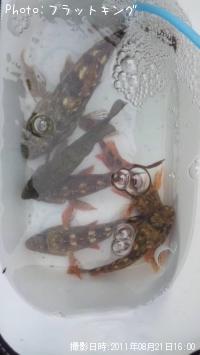 カサゴ