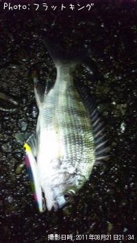 クロダイ
