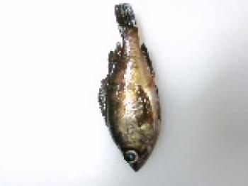 アジ