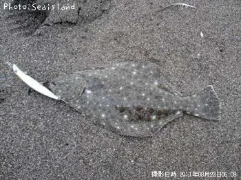ヒラメ