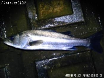 シーバス