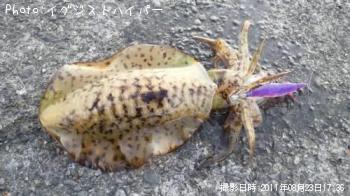 アオリイカ