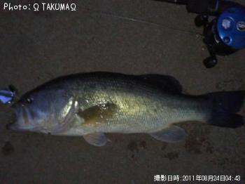 ブラックバス