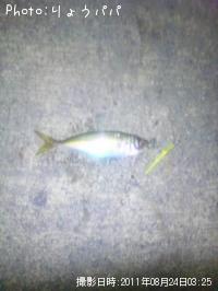 アジ　セイゴ