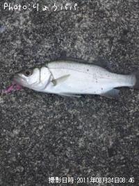 アジ　セイゴ