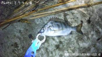 クロダイ