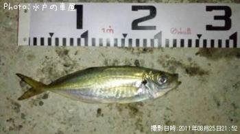 アジ