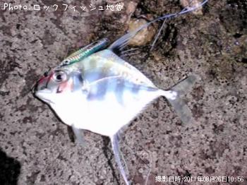 イトヒキアジ