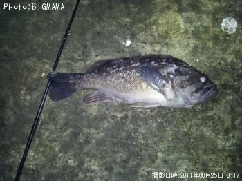 クロソイ