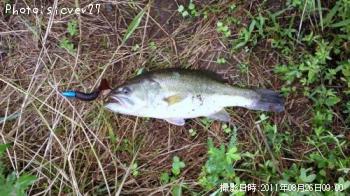 ブラックバス