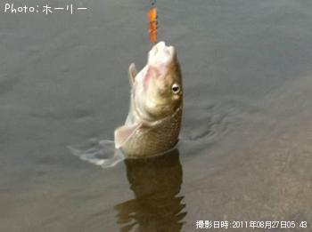 ニゴイ