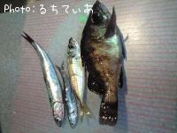 メバル