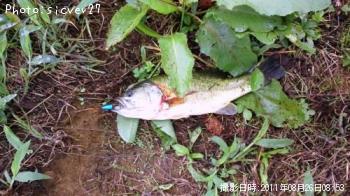 ブラックバス