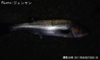 シーバス
