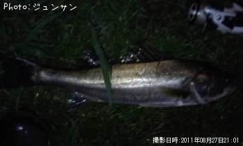 シーバス